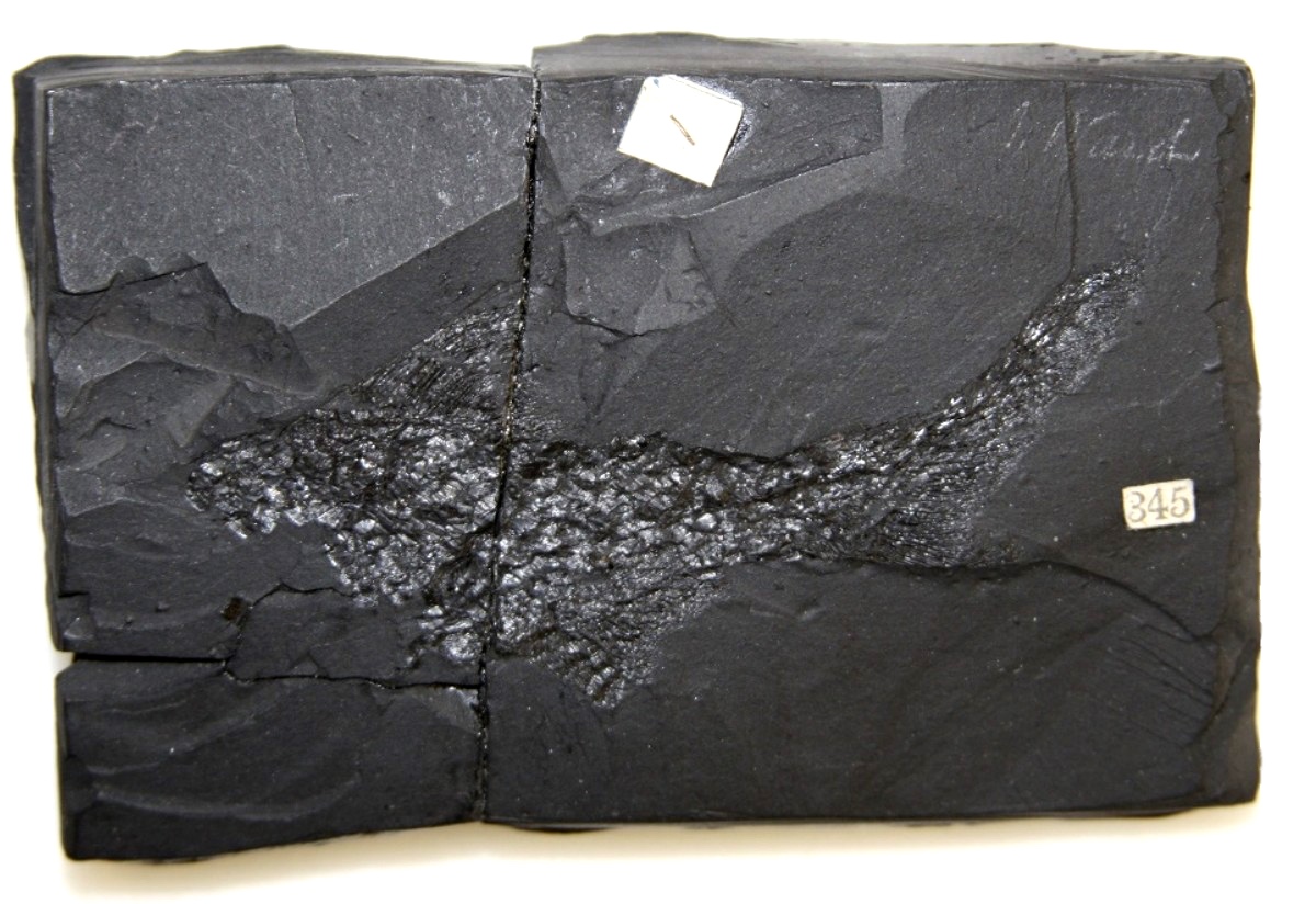 JWard_fossil